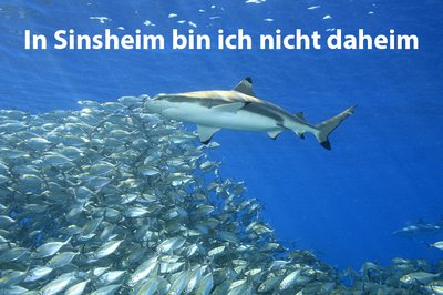 OC_Sinsheim_Website-Seitenbild_900x600_1.jpg