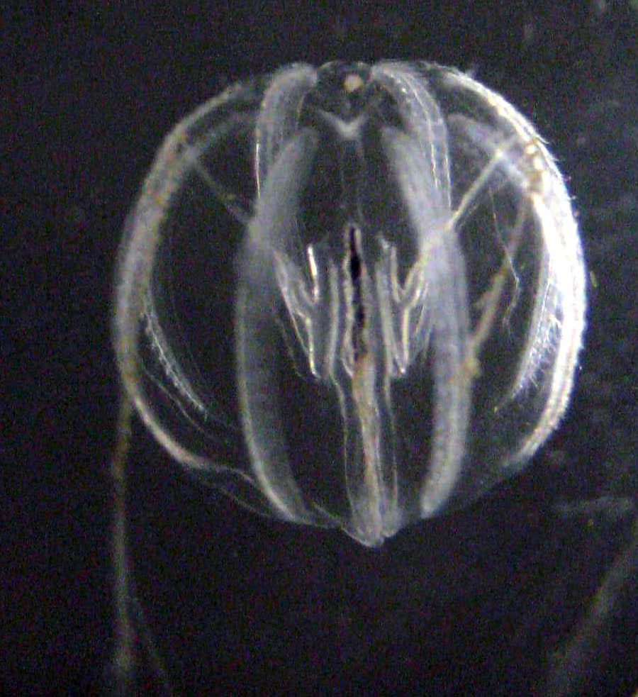 Ctenophoren-Art Pleurobrachia bachei (Cory Baker / Wikimedia Commons)