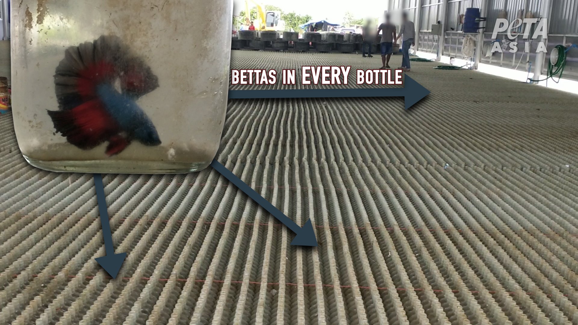 Foto: Bettas in Every Bottle / PETA
