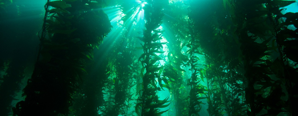 Ein Wald des Riesenkelp. Diese Tangart kann unter idealen Bedingungen bis zu einem halben Meter pro Tag wachsen. (Foto: NOAA's National Ocean Service/ Wikimedia)